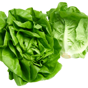 کاهو جهرمی تازه